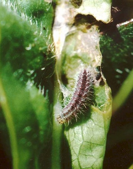 Twin-spot Plume Stenoptilia bipunctidactyla