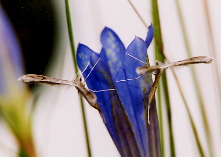 Dowdy Plume Stenoptilia zophodactylus