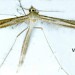 Adult • Netted near Centaurium erythrea. September. Cheshire. • © Ian Smith