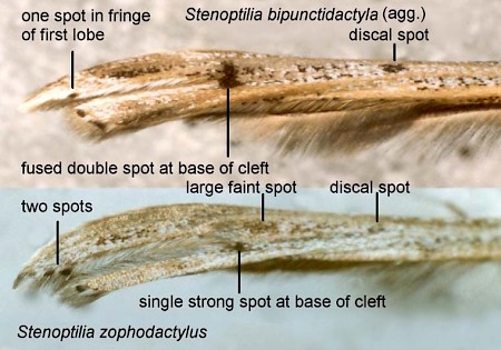 Dowdy Plume Stenoptilia zophodactylus