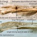 Wing comparison • Comparison of forewings of Stenoptilia bipunctidactyla (agg.), upper, and Stenoptilia zophodactylus, lower. • © Ian Smith