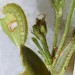 Feeding • Larvae on Centaurium erythrea. September. Cheshire. Imago reared. • © Ian Smith