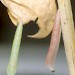 Pupae • On Centaurium erythrea. September. Cheshire. Imagines reared. • © Ian Smith