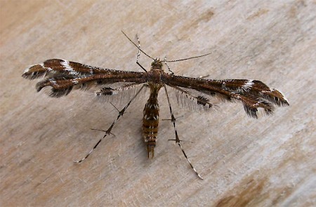 Wood-sage Plume Capperia britanniodactylus