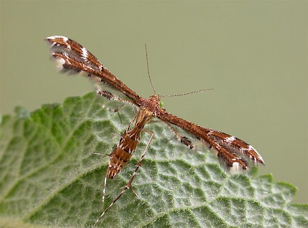 Wood-sage Plume Capperia britanniodactylus