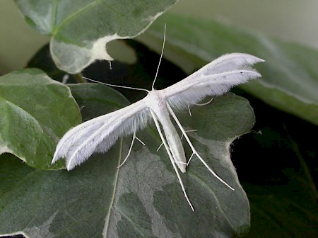 White Plume Moth Pterophorus pentadactyla