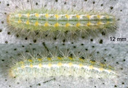 White Plume Moth Pterophorus pentadactyla