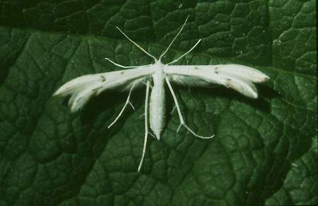 Spotted White Plume Porrittia galactodactyla