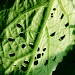 Larval feeding on Arctium minus • Roadley's Brake, Bucks • © Tony Richardson