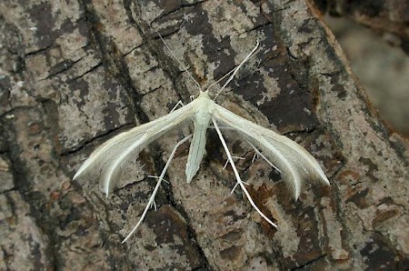 Dingy White Plume Merrifieldia baliodactylus