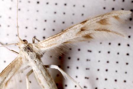 Horehound Plume Wheeleria spilodactylus