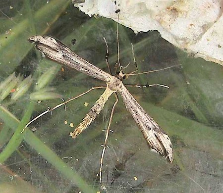 Dusky Plume Oidaematophorus lithodactyla