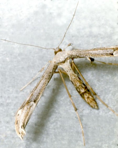 Dusky Plume Oidaematophorus lithodactyla