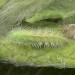 Pupa • On fleabane (Pulentaria dysenterica), Dawlish Warren, Devon. 6 June 2003 • © John Walters