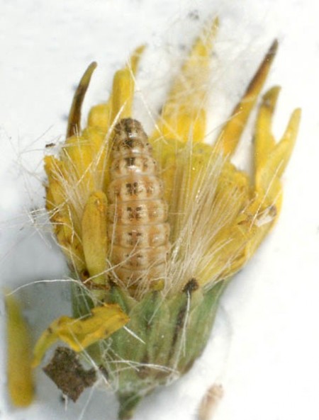 Small Goldenrod Plume Hellinsia osteodactylus