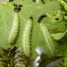 Larvae • Larvae on Convolvulus • © Robin Barfoot