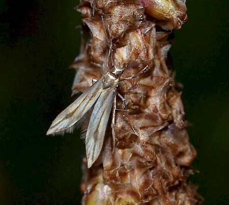 Schreckensteinia festaliella