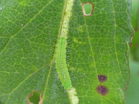 Schreckensteinia festaliella