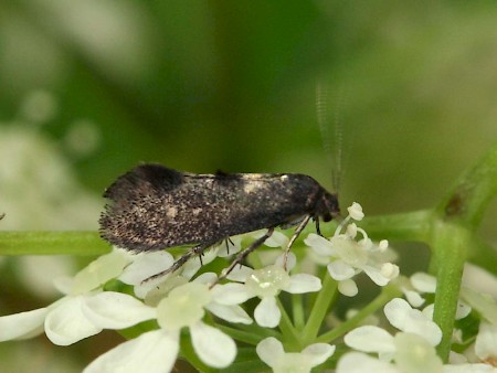 Phaulernis dentella