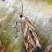 Adult • Narborough Bog, Leicestershire • © Mark Skevington