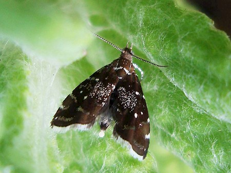 Prochoreutis myllerana