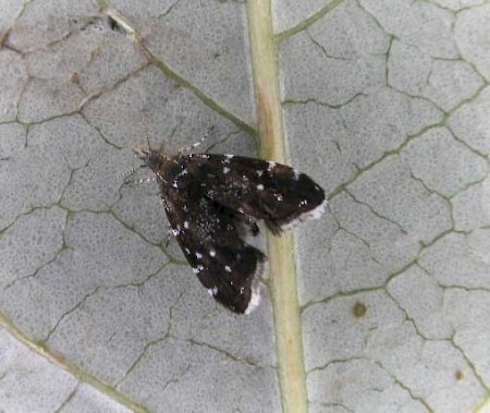 Prochoreutis myllerana