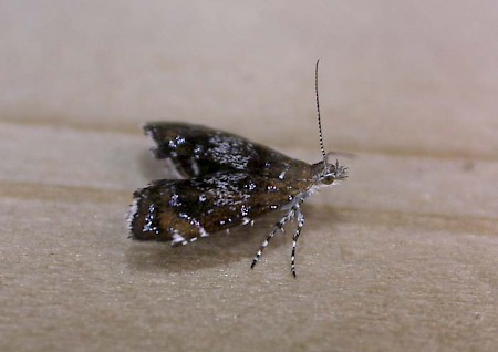 Prochoreutis sehestediana