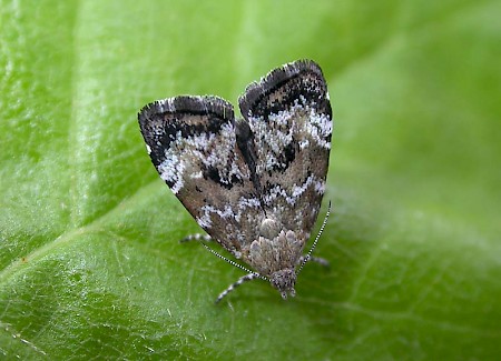 Choreutis diana