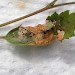 Larval feeding • Glen Affric, Inverness-Shire, on Betula • © Bob Heckford