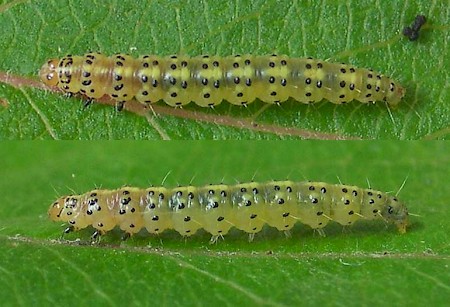 Apple Leaf Skeletonizer Choreutis pariana