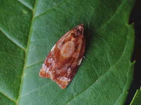 Red-barred Tortrix Ditula angustiorana