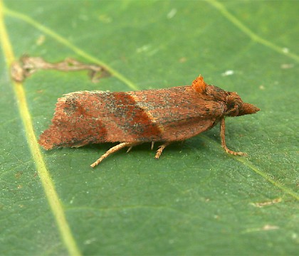 Adult &bull; Charnwood Lodge NR, Leics. &bull; &copy; Andy Mackay