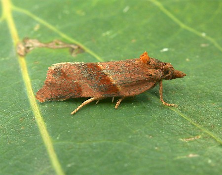 Philedone gerningana