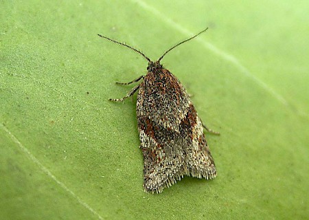 Philedonides lunana