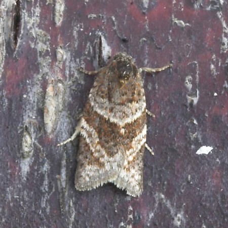 Philedonides lunana