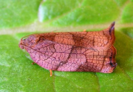 Large Fruit-tree Tortrix Archips podana