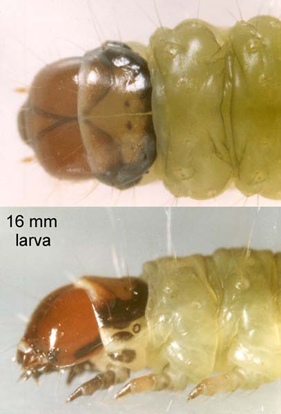 Large Fruit-tree Tortrix Archips podana