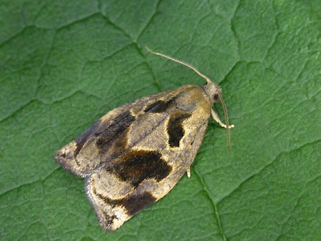 Brown Oak Tortrix Archips crataegana