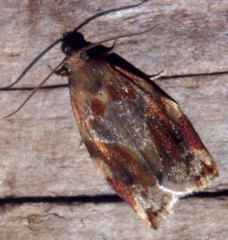 Variegated Golden Tortrix Archips xylosteana