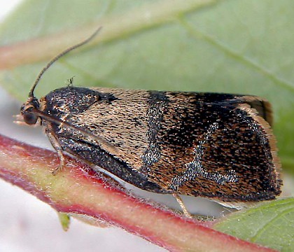 Adult &bull; Woodford Green, Essex &bull; &copy; Robin Barfoot