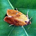 Adult • Monk's Wood NNR, Cambs. • © Nick Greatorex-Davies