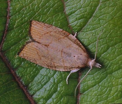 Adult &bull; Littleborough, Lancashire &bull; &copy; Ian Kimber