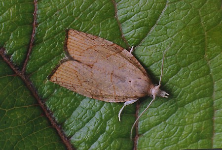 Chequered Fruit-tree Tortrix Pandemis corylana