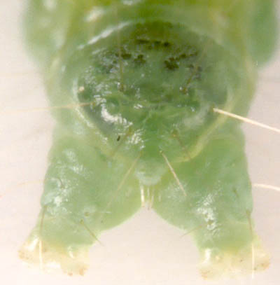 Chequered Fruit-tree Tortrix Pandemis corylana