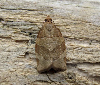 Adult &bull; Swinton, Lancashire &bull; &copy; Geoff Riley