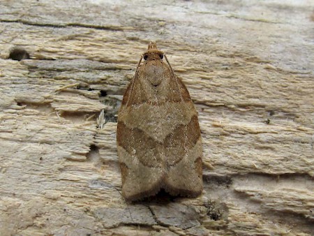 Barred Fruit-tree Tortrix Pandemis cerasana