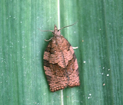 Adult &bull; &copy; David Painter