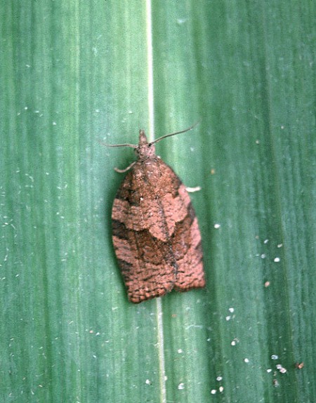 Dark Fruit-tree Tortrix Pandemis heparana