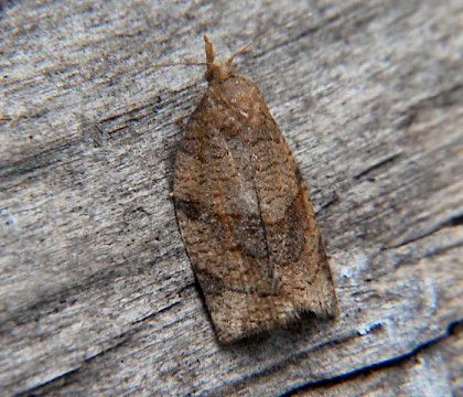 Adult &bull; &copy; Ben Kruijsen