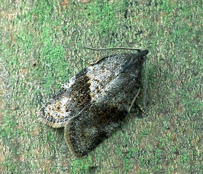 Adult &bull; Elland, W. Yorks &bull; &copy; Ian Kimber